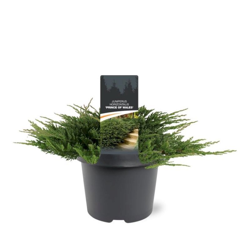 Krybende Enebær 'Prince Of Wales'