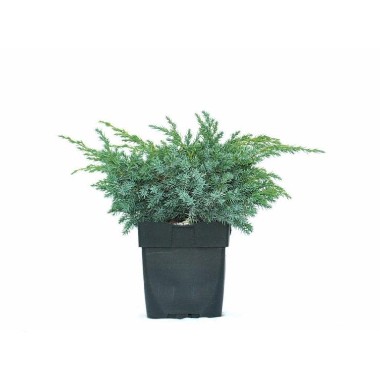 Blå Enebær 'Blue Swede'