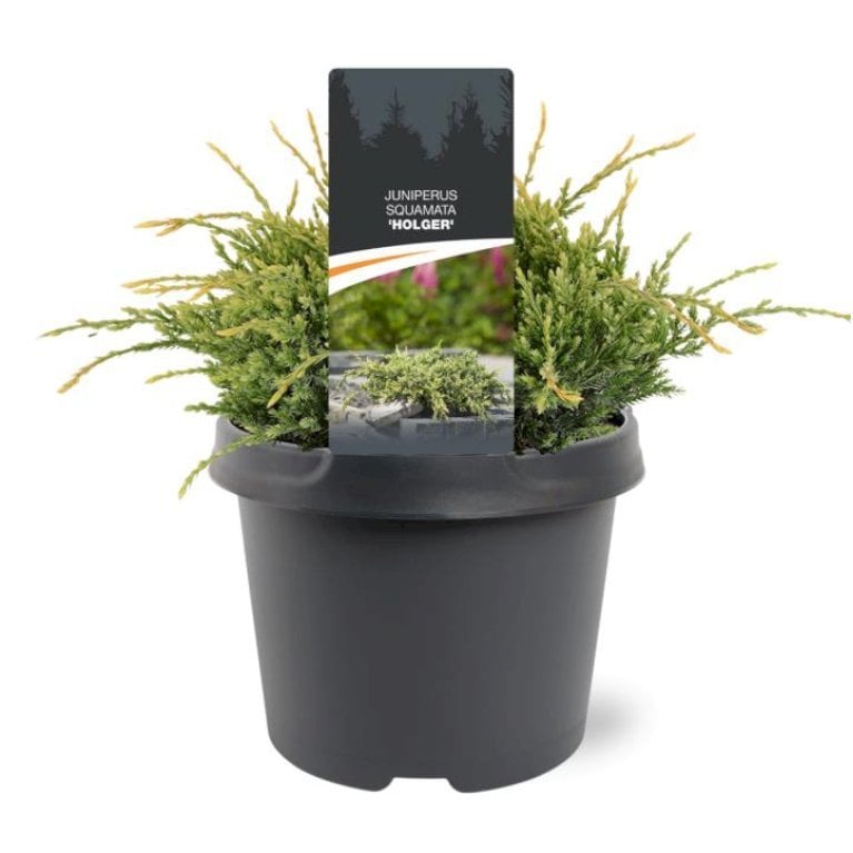 Blå Enebær 'Holger'