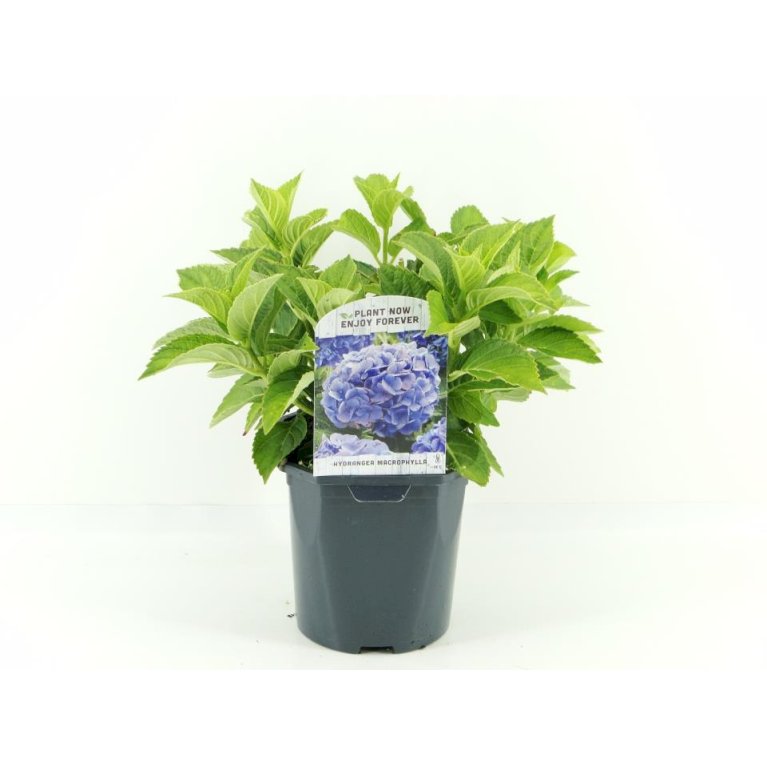 Hydrangea macrophylla