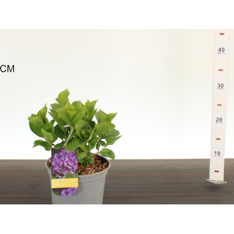 Hydrangea macrophylla