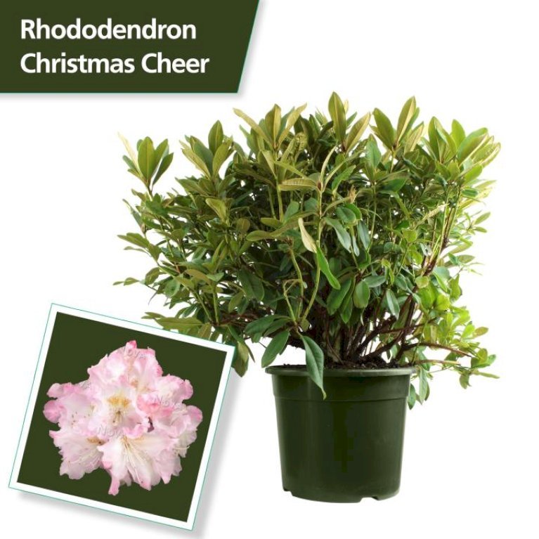 'Christmas Cheer'