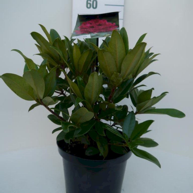 RHODODENDRON 'MARIE FORTE'