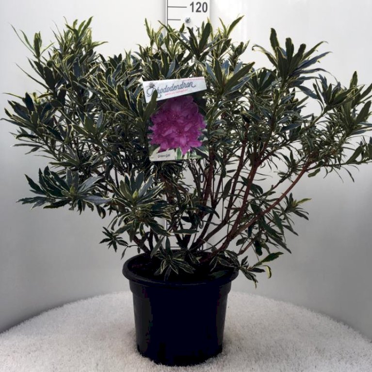 RHODODENDRON 'VARIEGATUM'