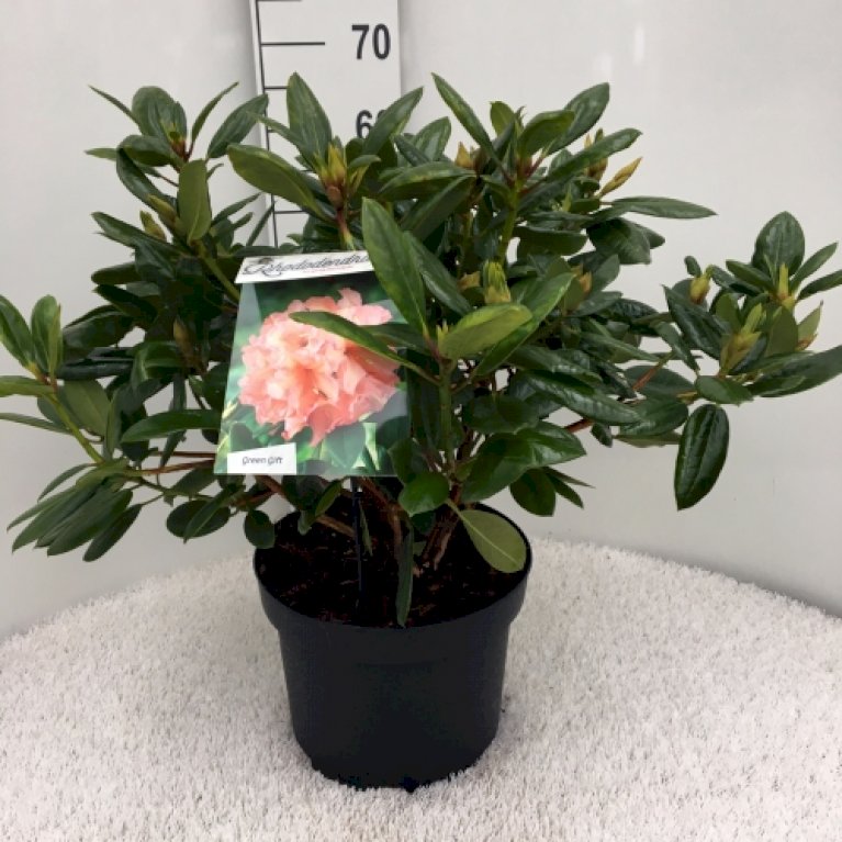 Rhododendron 'Virginia Richards'