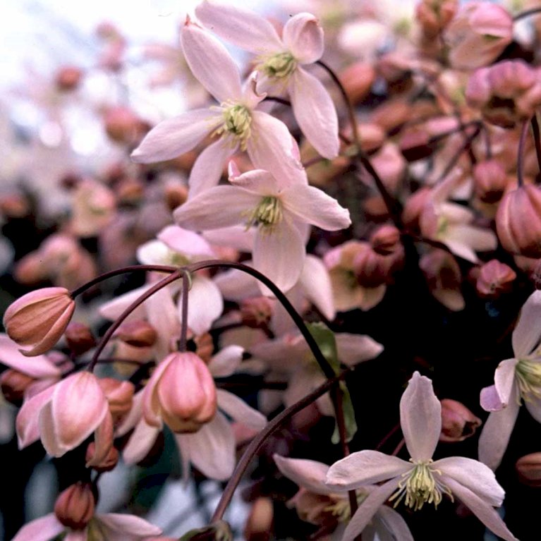 Stedsegrøn Klematis 'Apple Blossom'