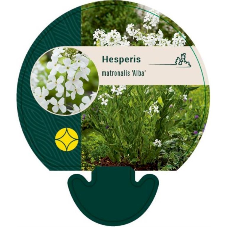 Natviol 'Alba'