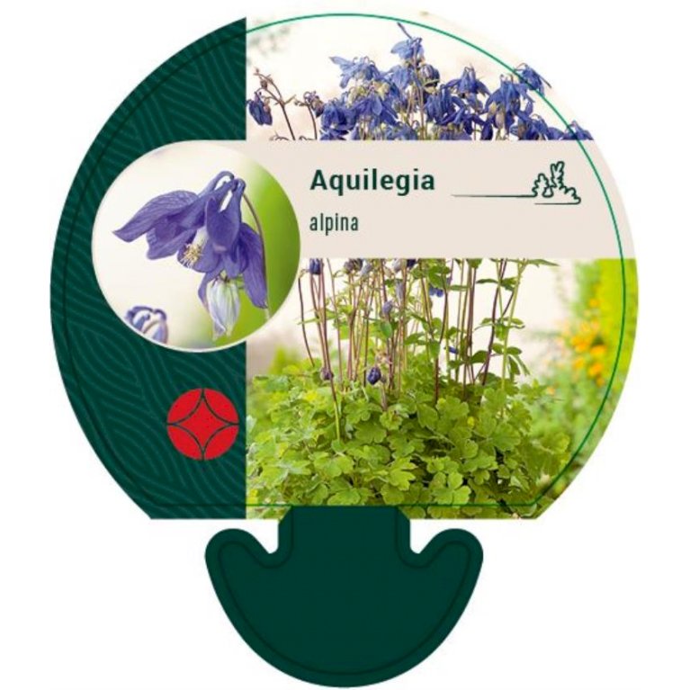 Alpeakeleje - Aquilegia alpina (0,8 liter potte)