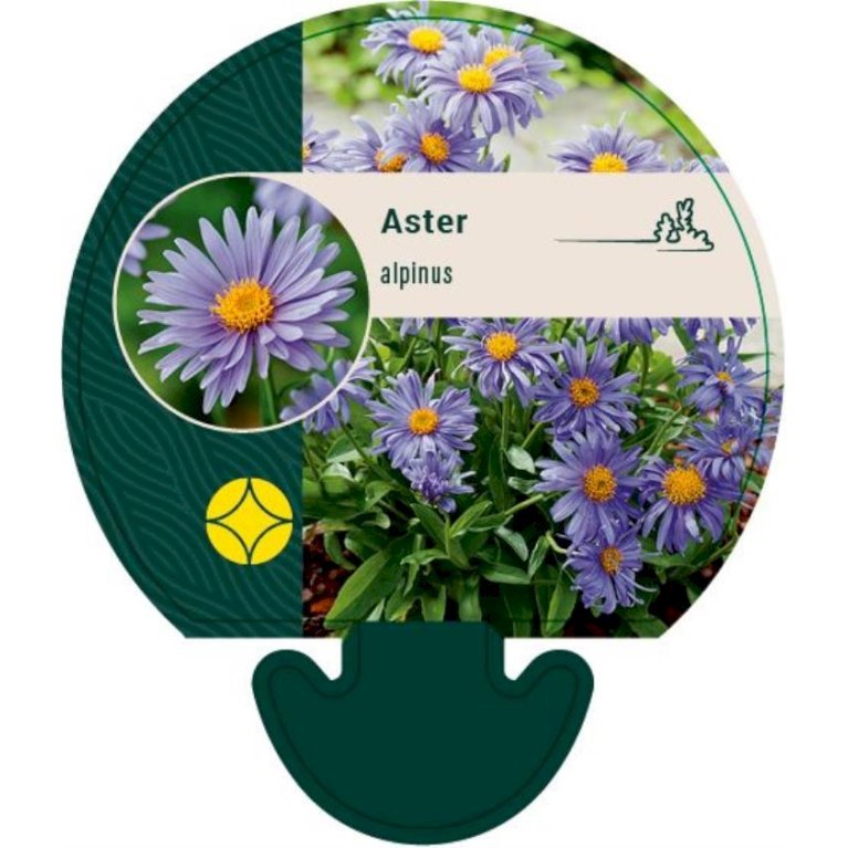 Alpeasters