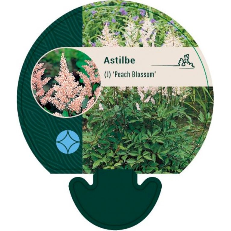 Astilbe - Astilbe 'Peach Blossom' (0,8 liter potte)