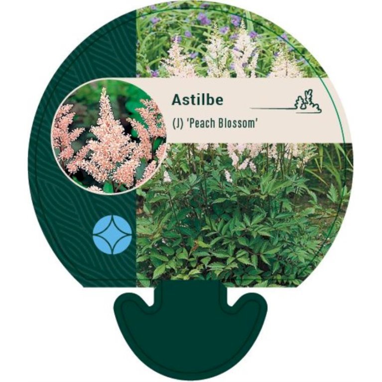 Astilbe