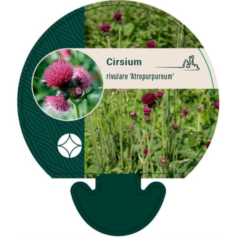 Purpurtidsel 'Atropurpureum'