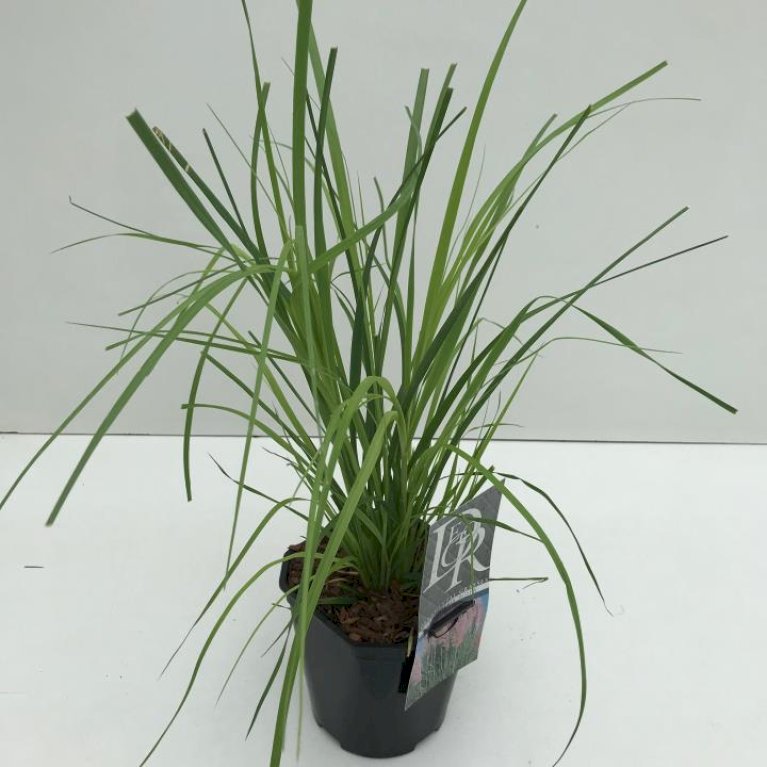 Pampasgræs 'Rosea'