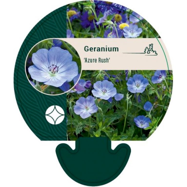 Storkenæb 'Azure Rush' - Geranium hybrid 'Azure Rush' (0,8 liter potte)