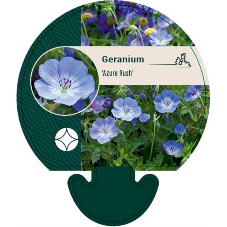Storkenæb 'Azure Rush'