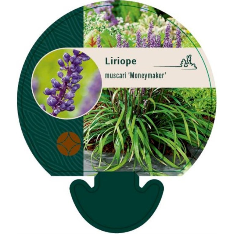 Japansk Skilla  'Moneymaker'