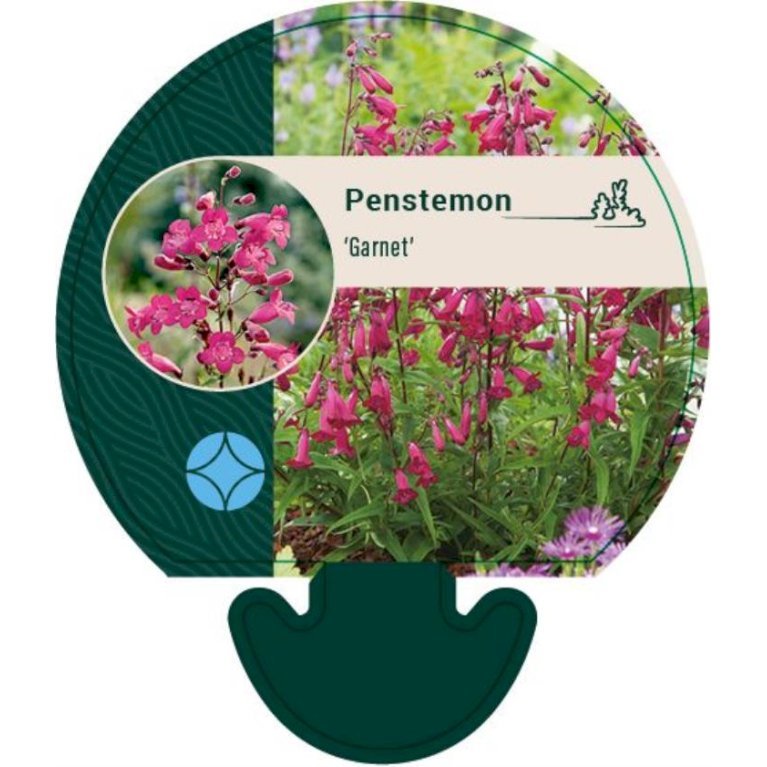 Rørblomst