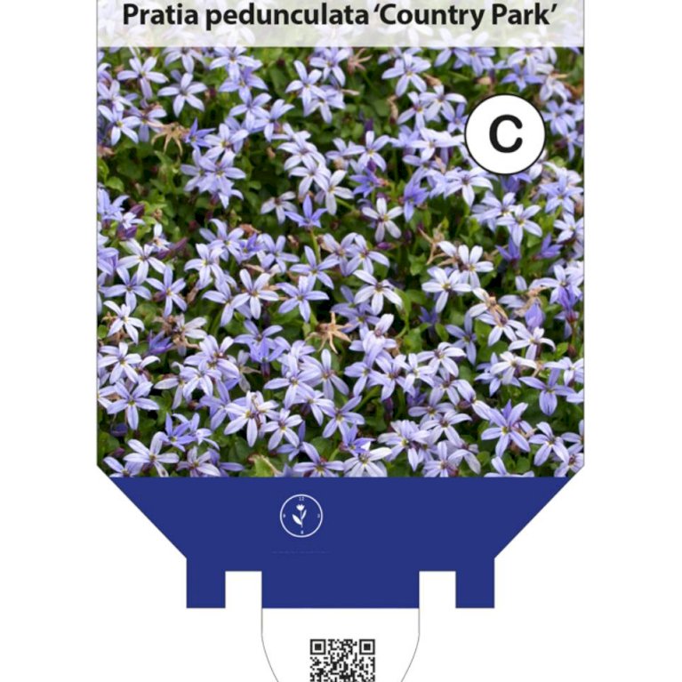 Blåkryb - Pratia pedunculata 'Country Park' (10 cm. potte)