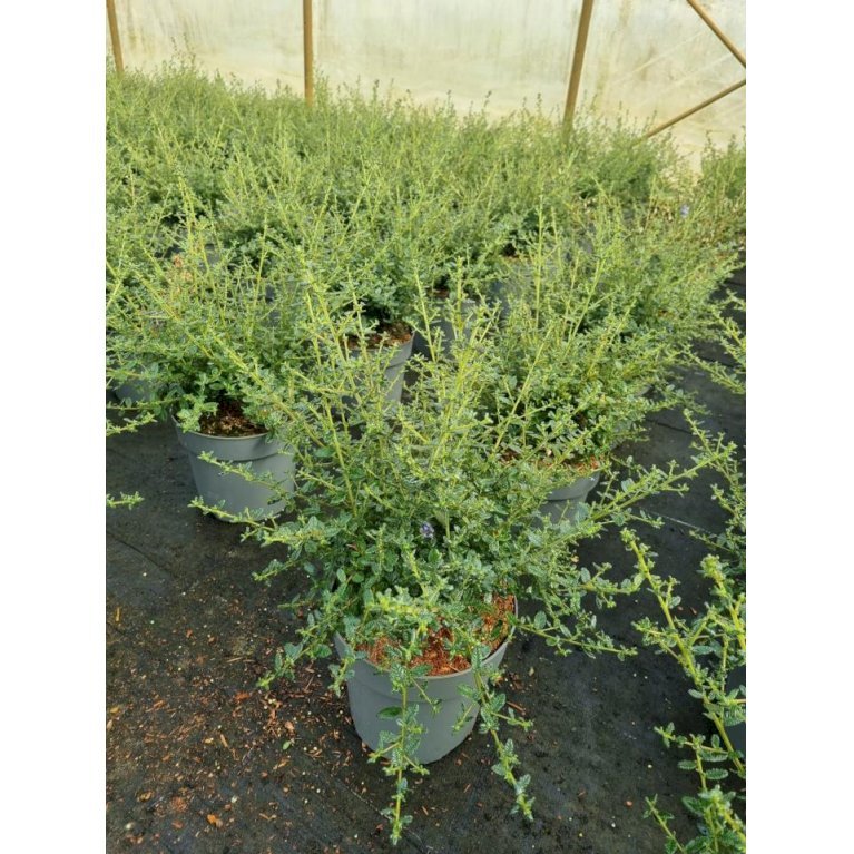 Amerikansk Syren 'Puget Blue'