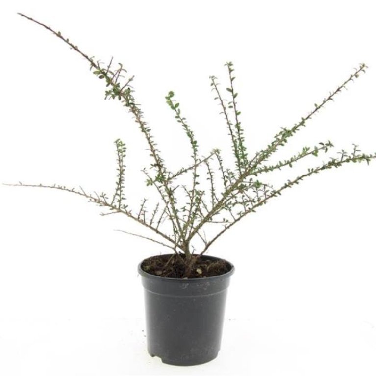 Cotoneaster Conspicuus