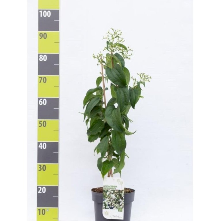 Heptacodium Miconioides