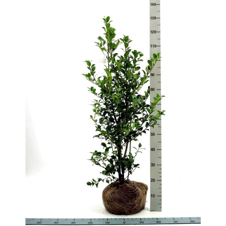 Ilex Meserveae 'Heckenfee' (R)