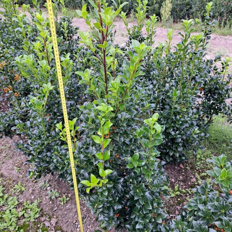 Ilex Meserveae 'Heckenfee' (R)