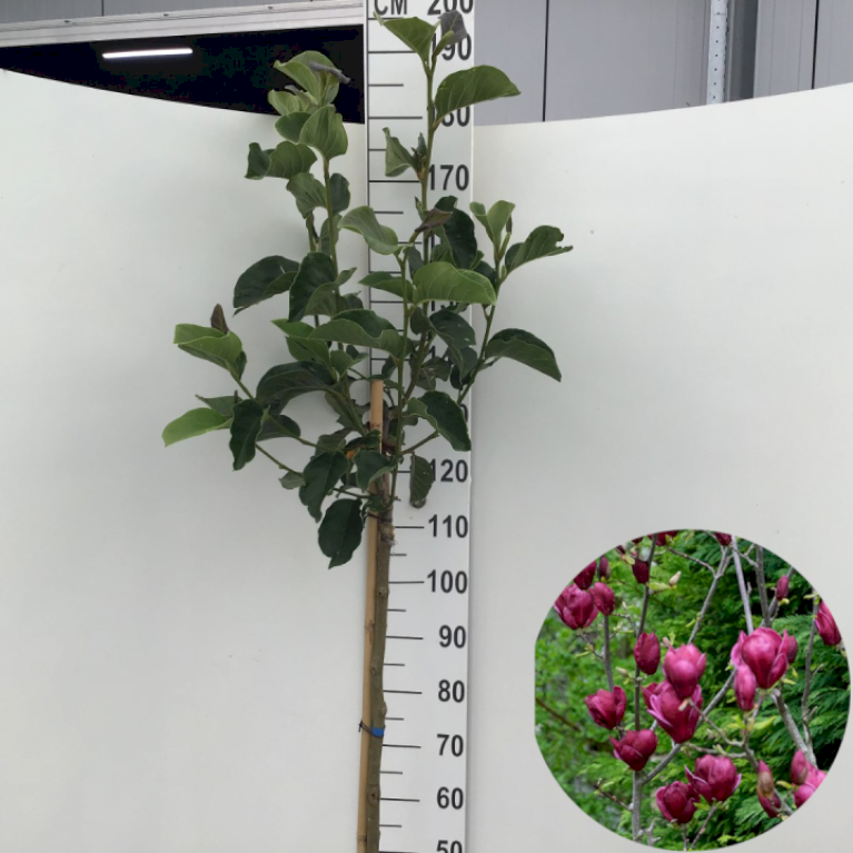 Magnolia 'Genie'