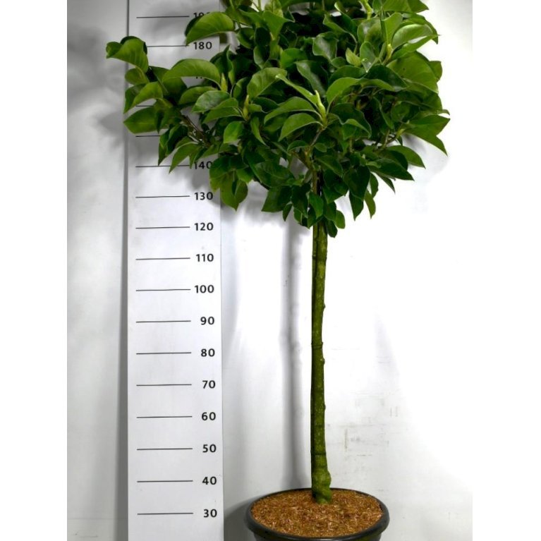 Magnolia 'Genie'