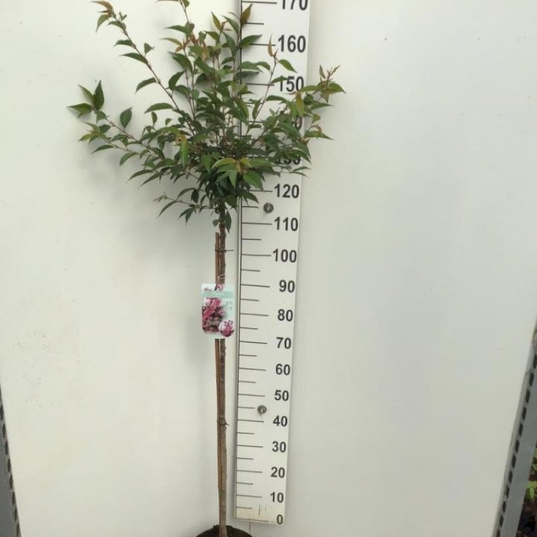 Japansk bjergkirsebær 'Okame'