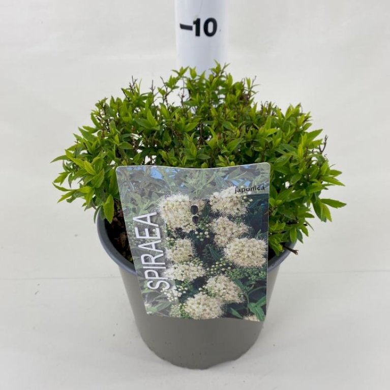 Spiraea Japonica 'Albiflora'