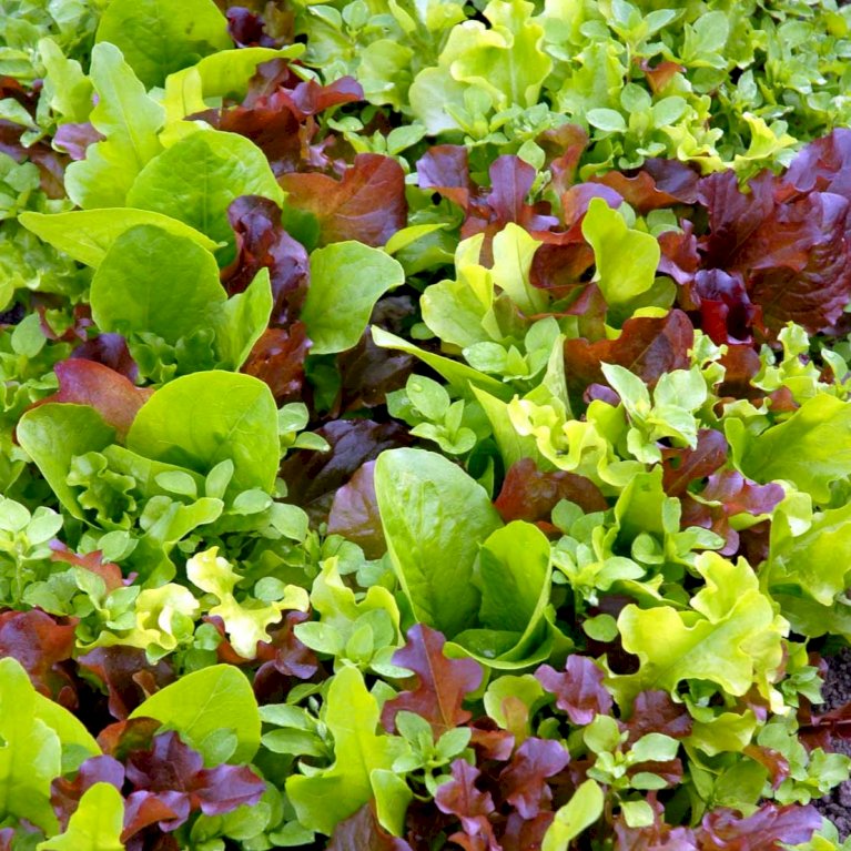Salat 'Baby Leaf Mix'