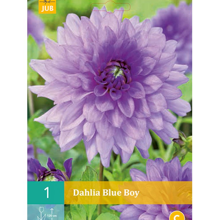 Dahlia Blue Boy F Blomsterløg Ikke I Brug Plantetorvetdk