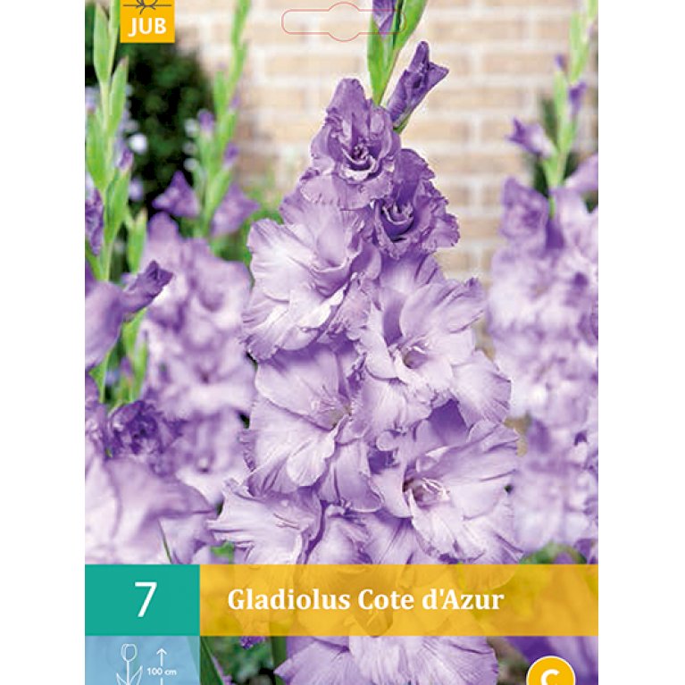 Gladiolus 'Cote D'azur'
