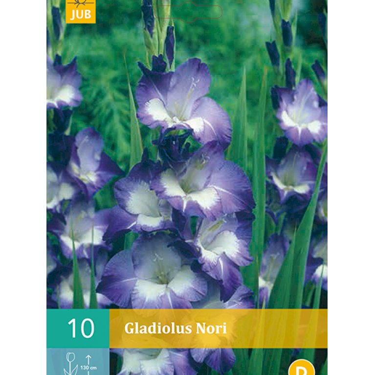 Gladiolus 'Nori'