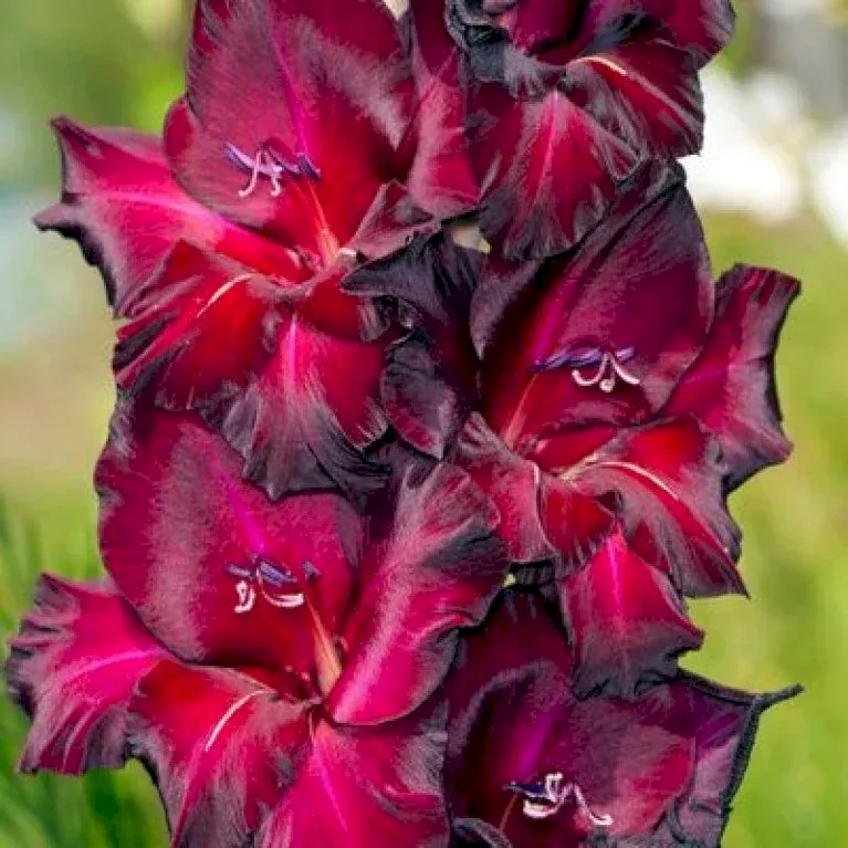 Gladiolus Black Surprise