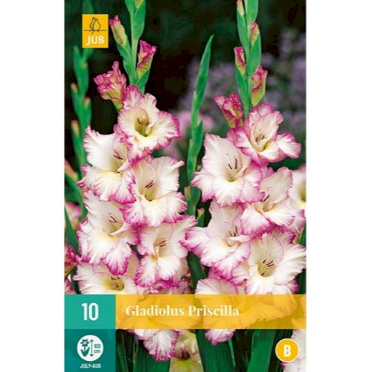 Gladiolus 'Priscilla'