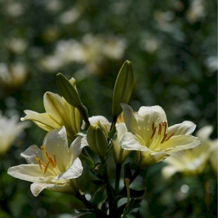 Lilium Baferrari