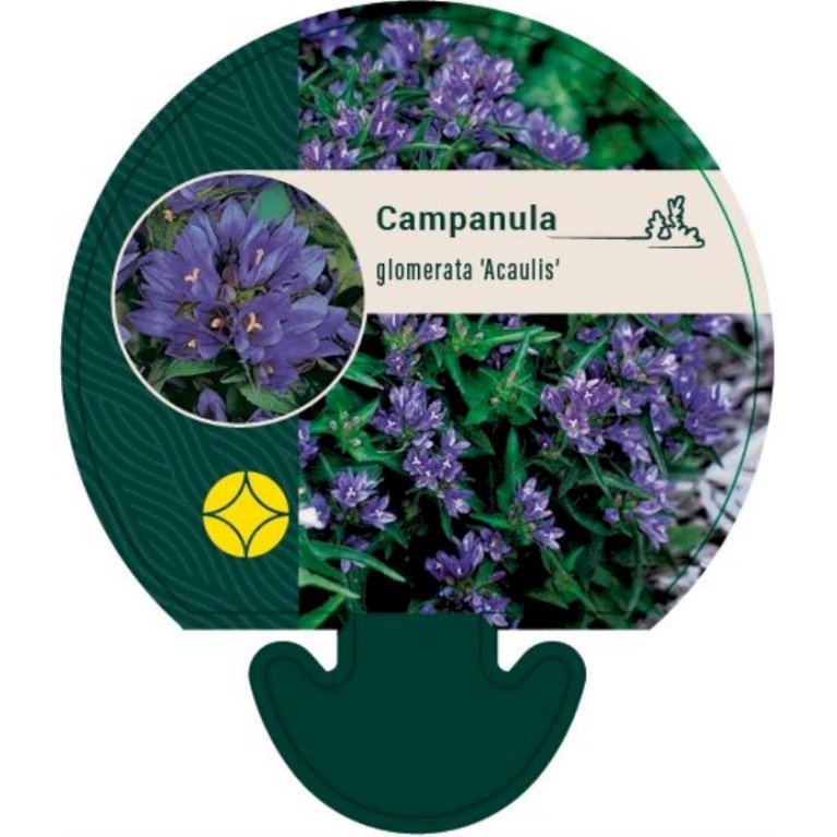 Nøgleklokke 'Acaulis'