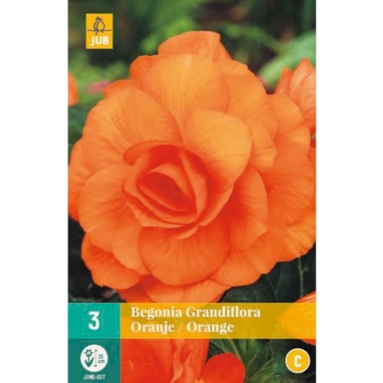 Begonia Grandiflora Orange