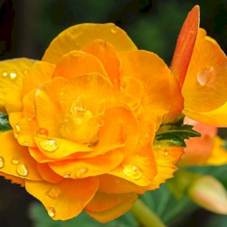 Begonia Grandiflora Oranje / Orange
