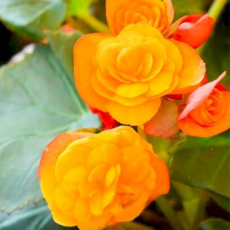 Begonia Grandiflora Oranje / Orange