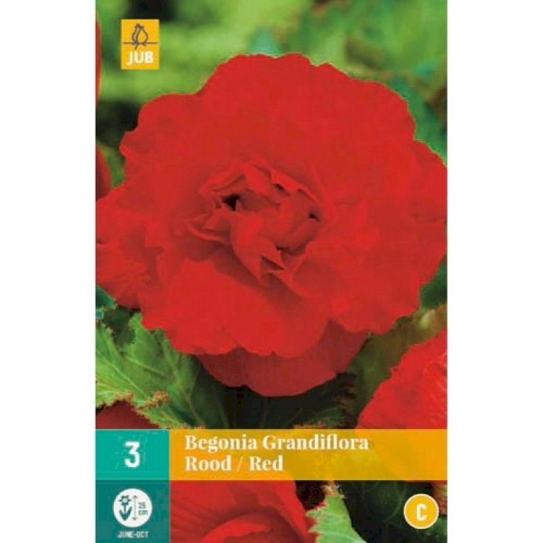 Begonia Grandiflora Rød
