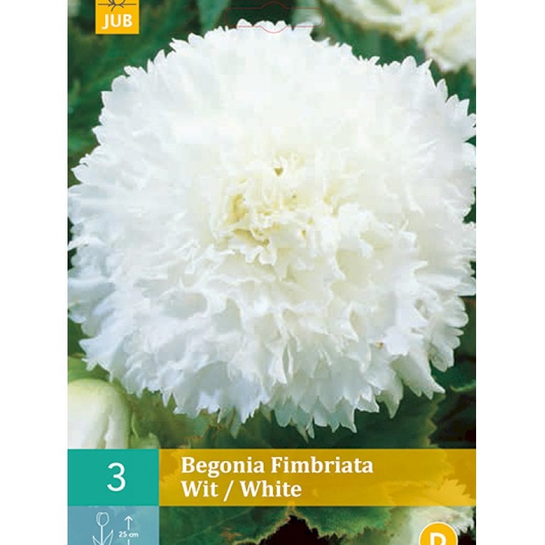 Begonia fimbriata Hvid