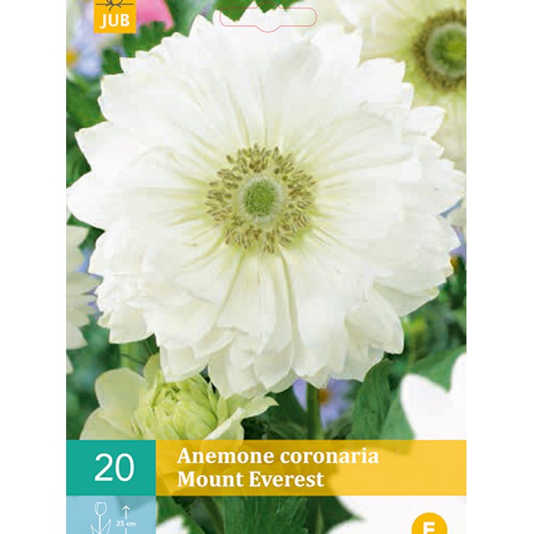Anemone Coronaria Mount Everest