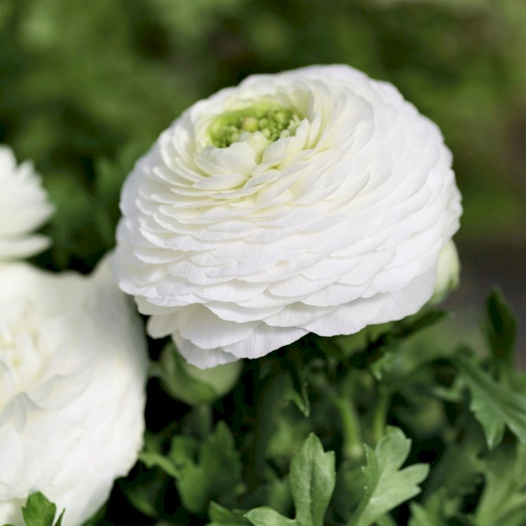Ranunkel 'White'