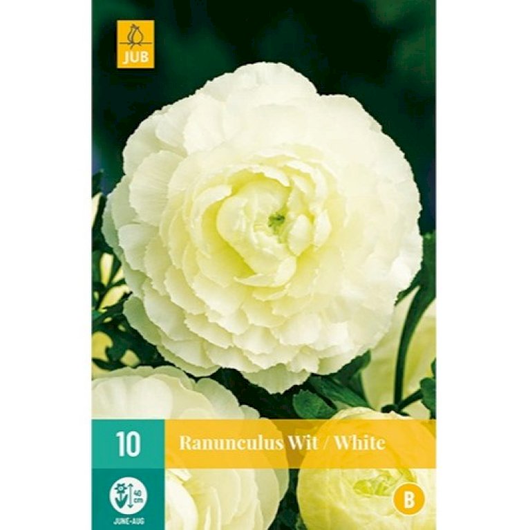 Ranunkel 'White'
