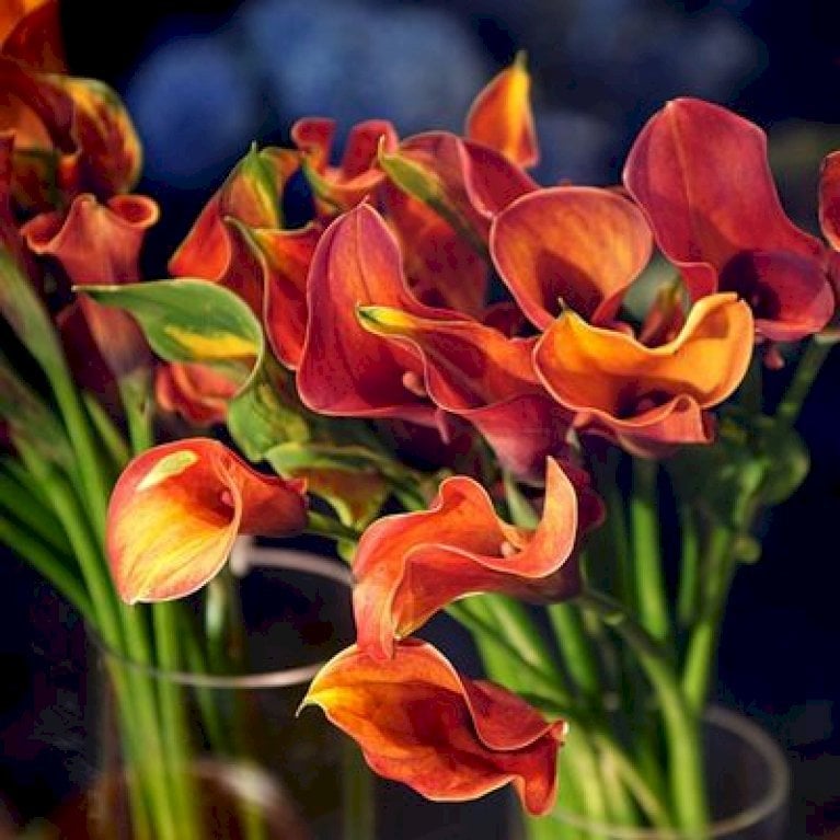 Zantedeschia Morning Sun