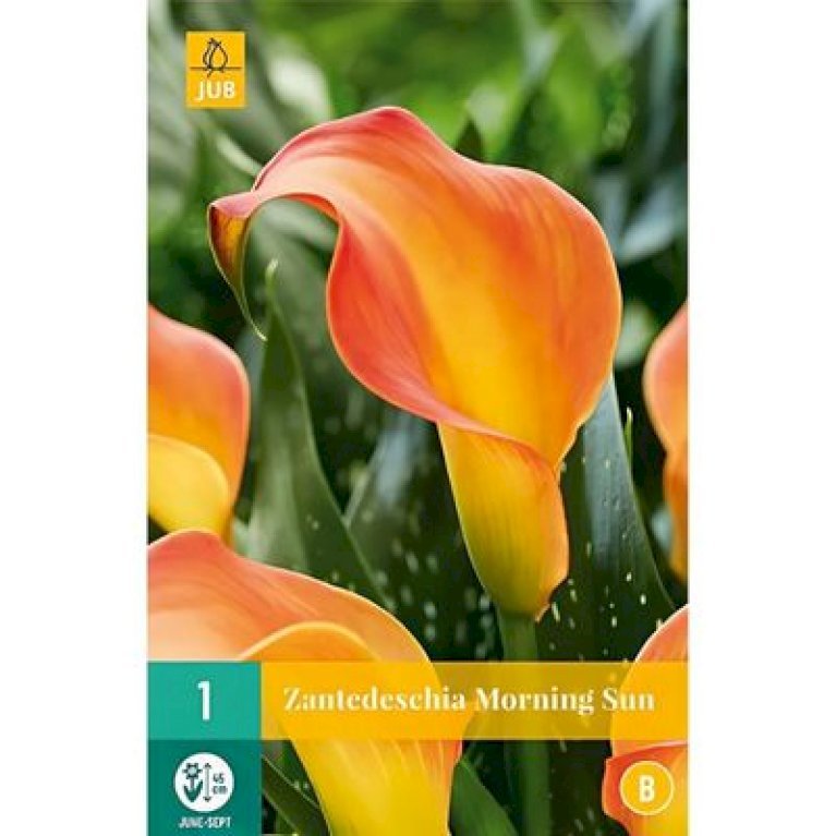 Zantedeschia Morning Sun
