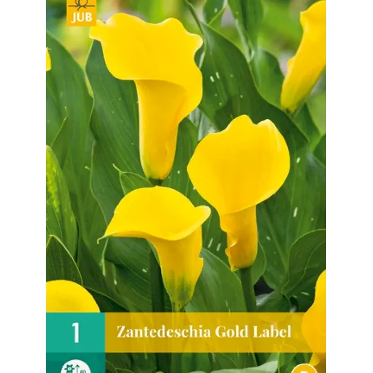 Zantedeschia Gold Label
